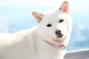 ソフトバンク光の評判の悪くてお父さんもびっくり