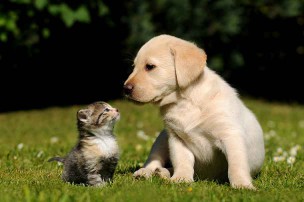ソフトバンク光よりもNURO光を使っているソフトバンクユーザーの犬と猫
