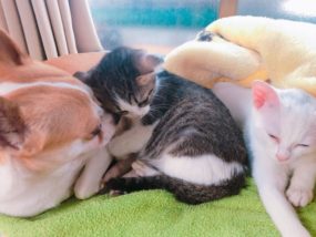 ソフトバンクユーザーがNURO光にするべき「3つの理由」を解説!