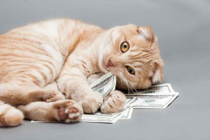 NURO光の公式キャンペーンでキャッシュバックをもらって嬉しいにゃんこ