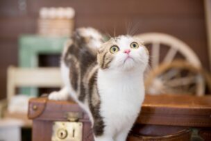ワイモバイルが1480円?おうち割やキャッシュバックでさらにお得
